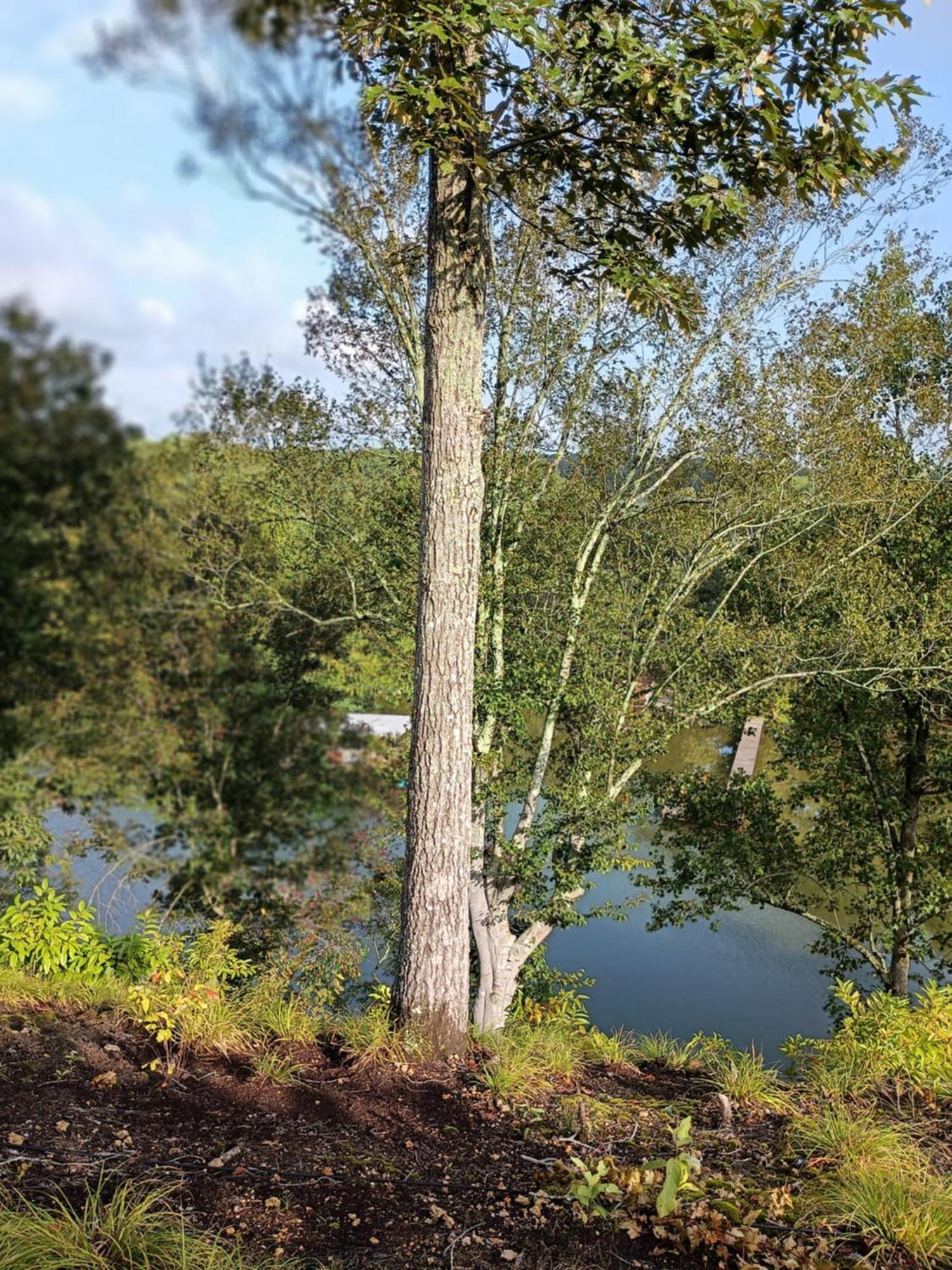 The Aries-A Stargazing, Luxury Glamping Tent Rogersville Eksteriør billede